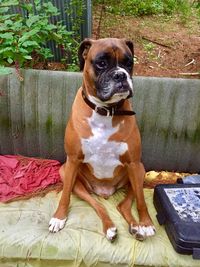 Portrait of dog sitting outdoors