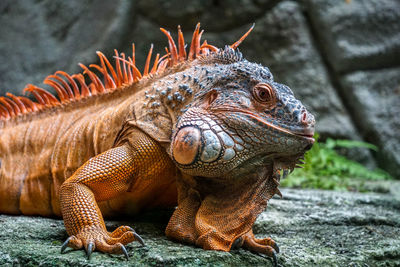 Close-up of lizard on rock