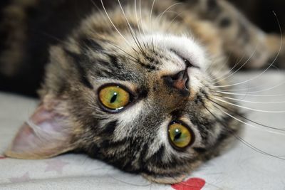 Close-up portrait of a cat