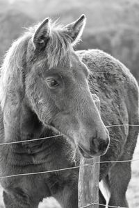 Close-up of a horse