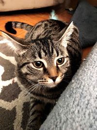 Close-up portrait of a cat