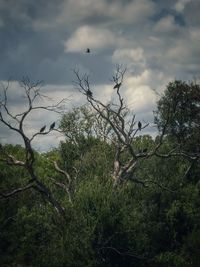 Trees on field against cloudy sky