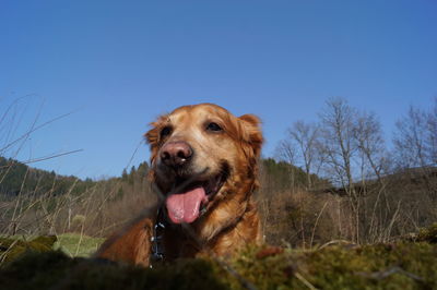 The face from a golden retriever and the blue sky