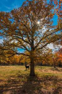 Trees on field against sky