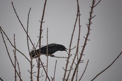 Low angle view of bird on branch against sky