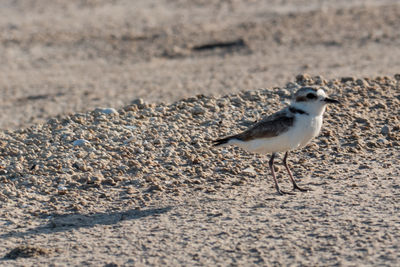 Seagull perching on a sand