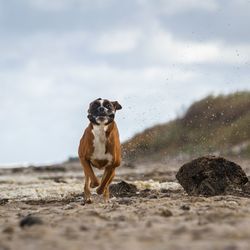 Dog running at shore of beach