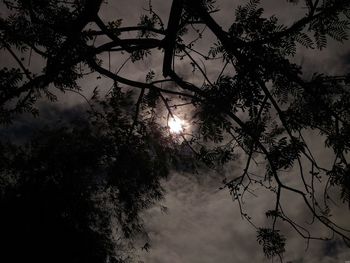 Low angle view of tree against sky during sunset