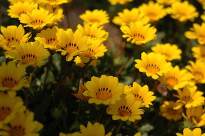 Close-up of yellow flowering plants on field