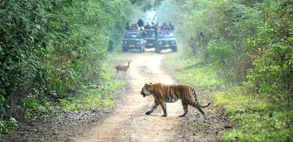 Tiger walking on dirt road amidst trees