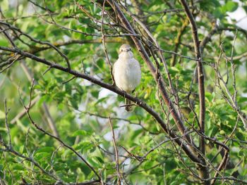 Low angle view of bird perching on branch