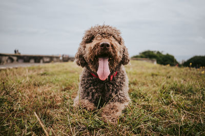 Portrait of dog on field