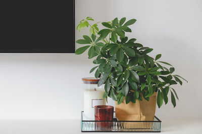 Modern minimalist scandinavian style interior, candles and green plant on a white wall.