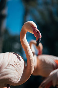 Close-up of flamingo