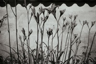 Close-up of plants blooming outdoors