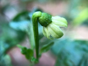 Close-up of plant