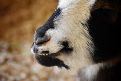 Close-up of pig outdoors