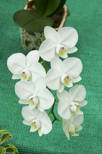 Close-up of white flowering plant