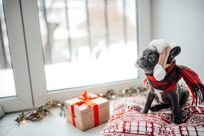 Close-up of dog looking through window