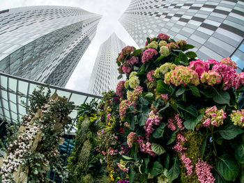 Low angle view of flowering plants in greenhouse