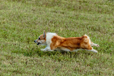 Portrait of dog on grassy field