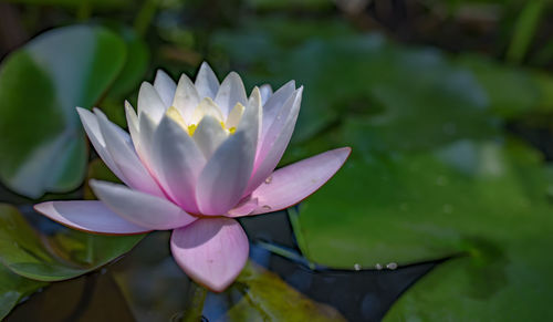 Close-up of water lily in pond