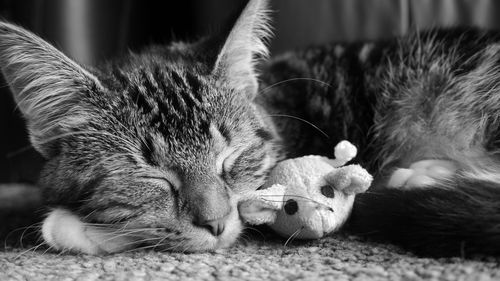 Close-up of cat sleeping on rug at home