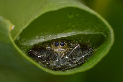 Close-up of spider on leaf