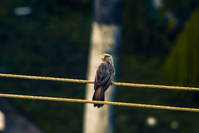 Close-up of bird perching outdoors