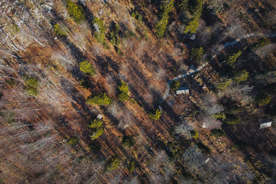 High angle view of trees growing on land