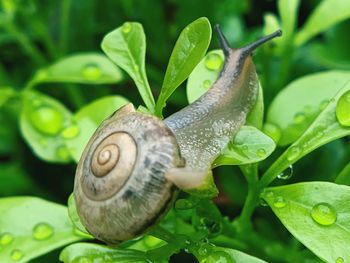 snail