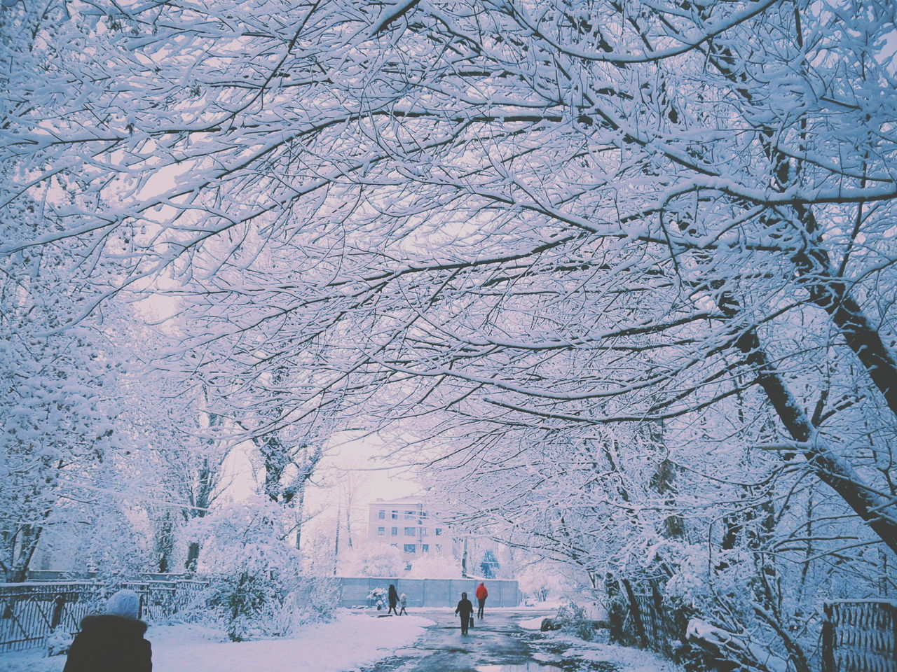 tree, nature, outdoors, bare tree, day, winter, beauty in nature, snow, no people, sky