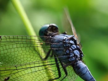 Close-up of insect on leaf