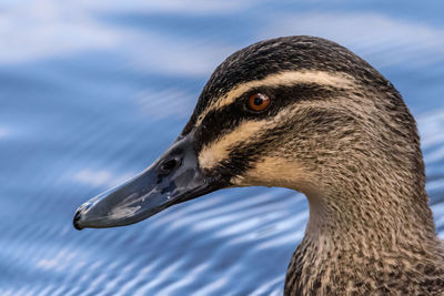 Close-up of a bird