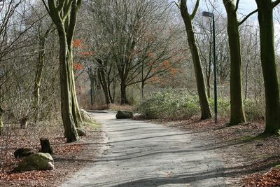 Pathway along trees in forest