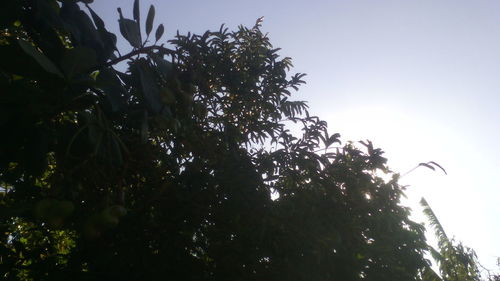 Low angle view of trees against clear sky