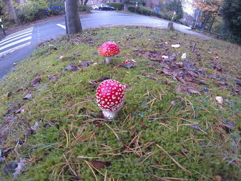 Plants growing on field