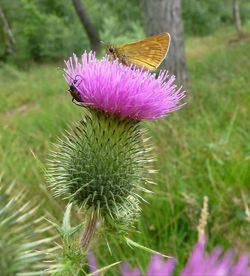 Close-up of bumblebee on thistle at field