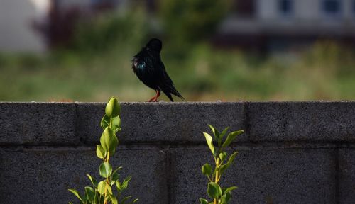 Bird perching on retaining wall