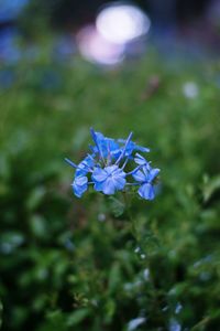Close-up of purple flowering plant