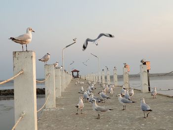 Seagulls perching on wooden post at beach against sky