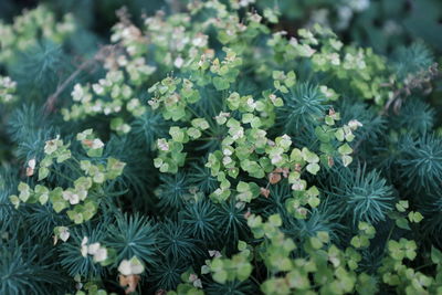 Full frame shot of plants growing outdoors