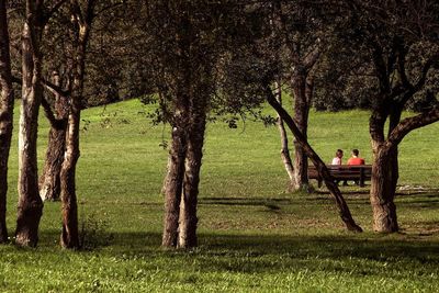 Trees on grassy field