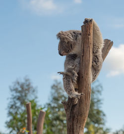 Low angle view of giraffe on tree