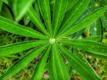 Full frame shot of fresh green leaf