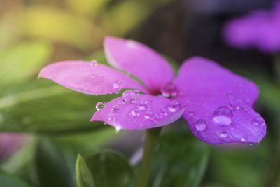 Close-up of wet purple flower