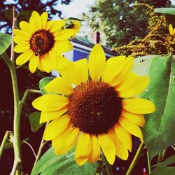 Close-up of yellow sunflower