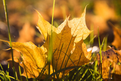 Close-up of dry leaves on plant