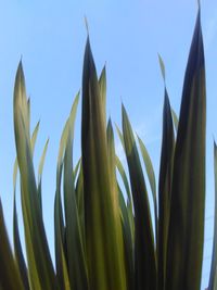 Low angle view of succulent plant against blue sky