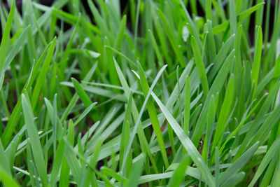Full frame shot of grass